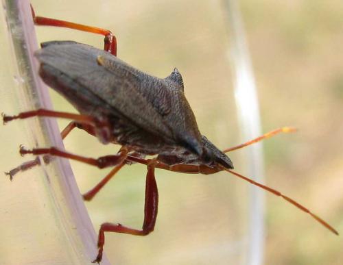 Picromerus bidens