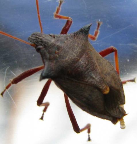 Picromerus bidens