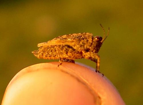 Réf. 61 814 : Tetrix tenuicornis