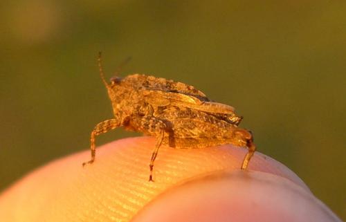 Tetrix tenuicornis
