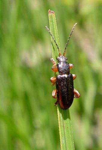 Réf. 61 820 : Plateumaris rustica