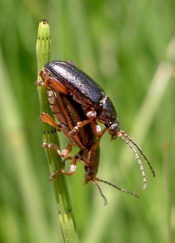 Réf. 61 821 : Plateumaris rustica