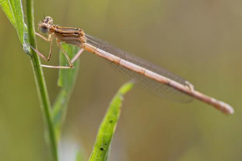 Platycnemis sp.