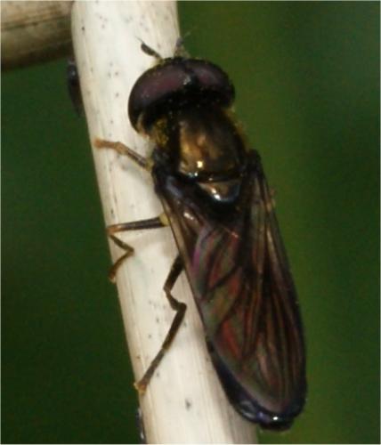 Réf. 61 955 : Pyrophaena rosarum