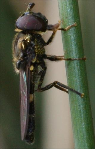 Réf. 61 956 : Pyrophaena rosarum