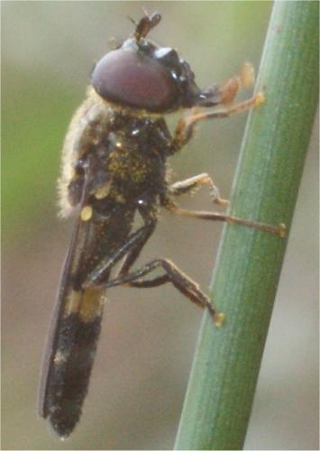 Réf. 61 957 : Pyrophaena rosarum