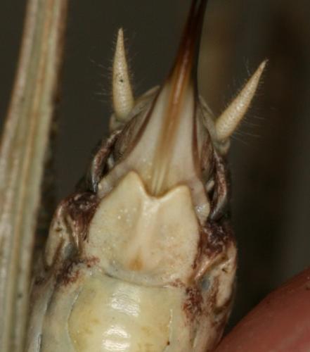 Réf. 61 875 : Platycleis albopunctata