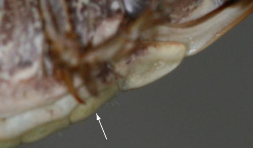 Réf. 61 982 : Platycleis albopunctata
