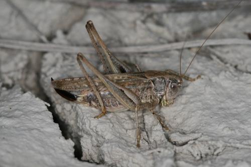 Réf. 61 874 : Platycleis albopunctata