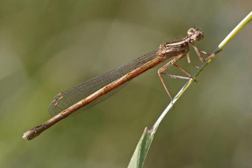Réf. 61 616 : Platycnemis acutipennis