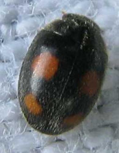 Platynaspis luteorubra