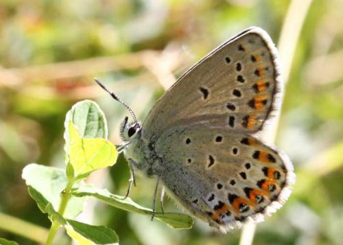 Réf. 61 764 : Plebejus idas