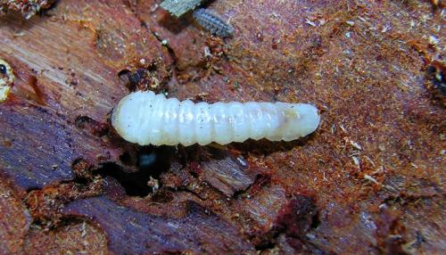 Réf. 61 994 : Pogonocherus perroudi