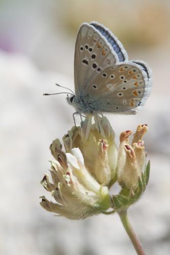 Polyommatus dorylas