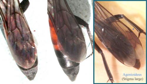 Pompilinae divers