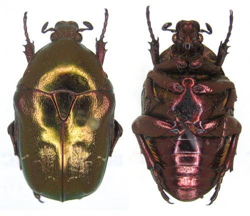Potosia fieberi
