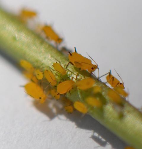 Réf. 61 491 : Aphis nerii