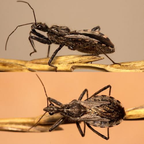 Réf. 61 325 : Coranus pericarti