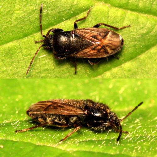 Megalonotus sabulicola