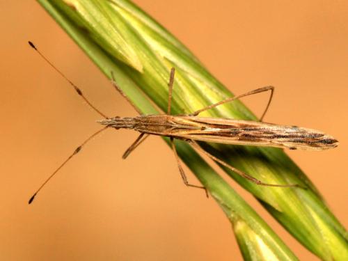 Réf. 61 134 : Berytinus hirticornis