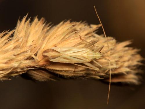 Miridius longiceps