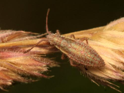 Réf. 61 046 : Myrmus miriformis