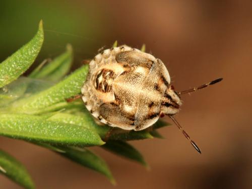 Réf. 61 442 : Antheminia absinthii