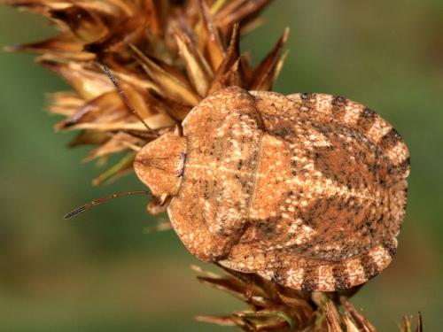 Eurygaster hottentotta