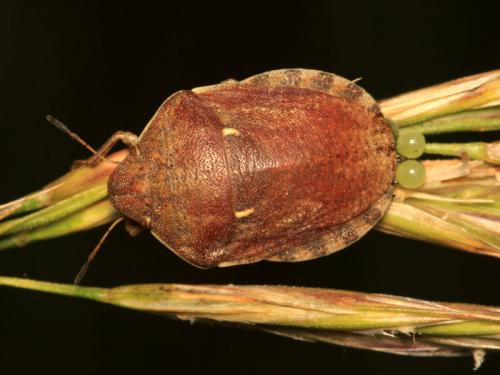 Réf. 61 390 : Eurygaster maura