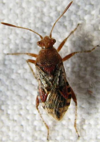Rhopalus subrufus