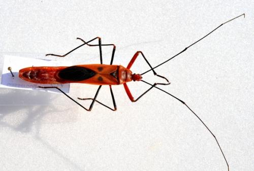Réf. 61 755 : Macroceroea grandis