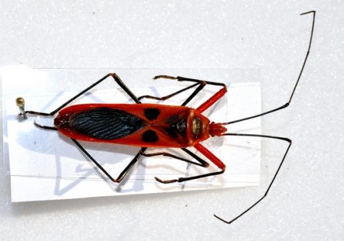 Réf. 61 756 : Macroceroea grandis