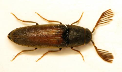 Isorhipis marmottani