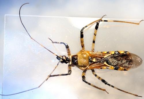 Cosmolestes sp.