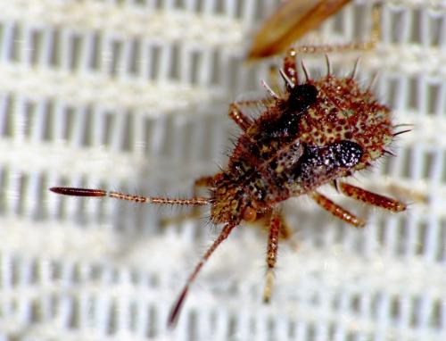 Réf. 61 083 : Rhopalus maculatus