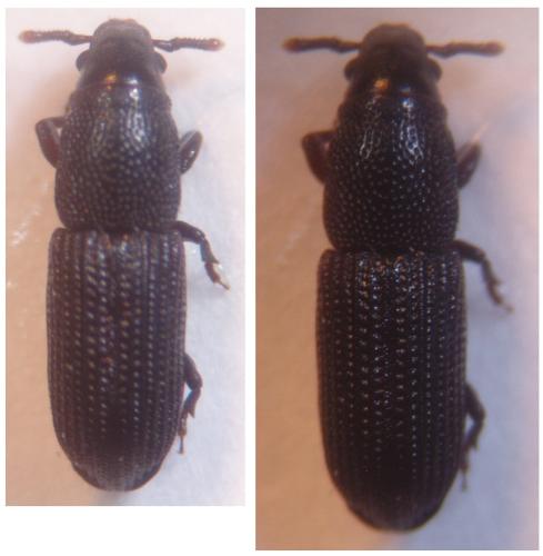 Réf. 61 802 : Rhyncolus elongatus