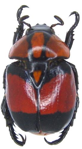 Rutela heraldica