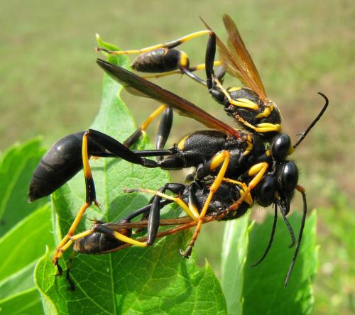 Réf. 61 786 : Sceliphron caementarium