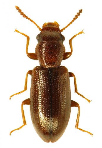 Réf. 61 185 : Sphaeriestes exsanguis