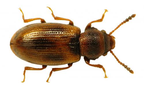 Réf. 61 305 : Lissodema lituratum