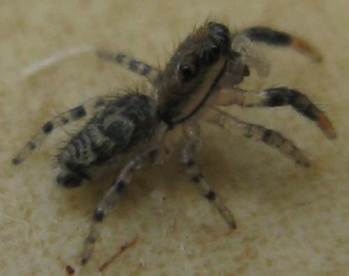 Marpissa muscosa