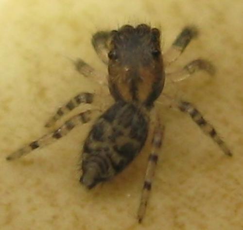Marpissa muscosa