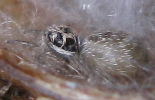 Salticus sp.