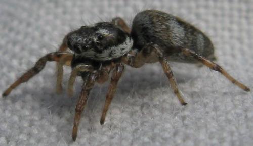 Salticus scenicus
