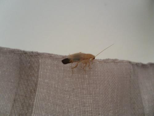 Ectobius sp.