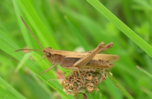 Chorthippus sp.
