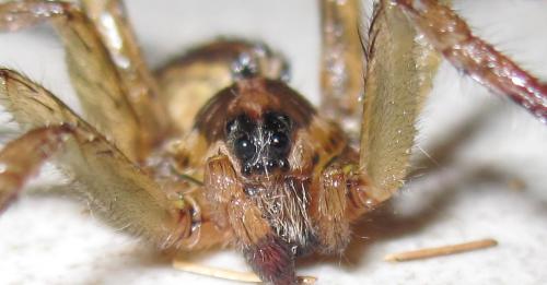Hogna radiata