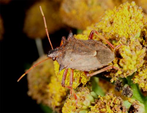 Picromerus bidens