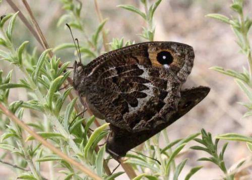 Satyrus actaea