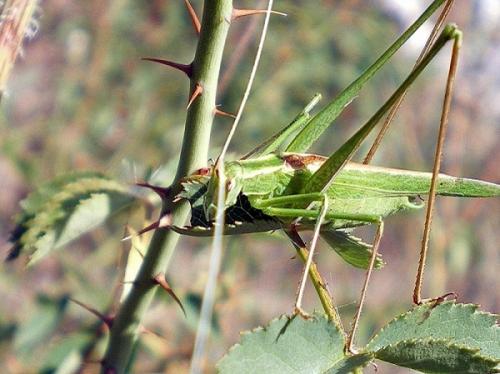 Tylopsis lilifolia